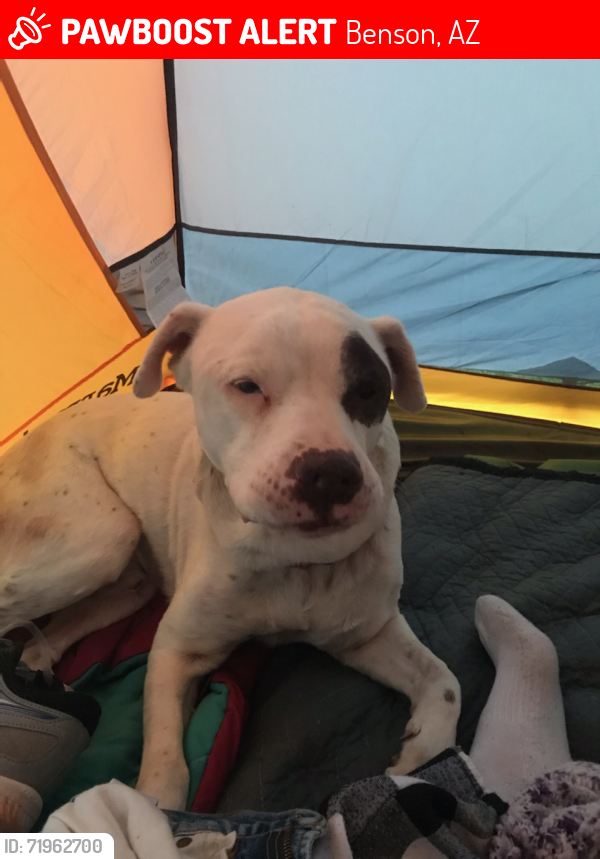 Lost Male Dog last seen Karchners Caverns, Benson, AZ 85602