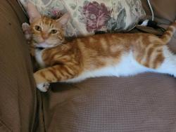 Lost Male Cat last seen Mayberry rd and 1 st, Mission, TX 78572