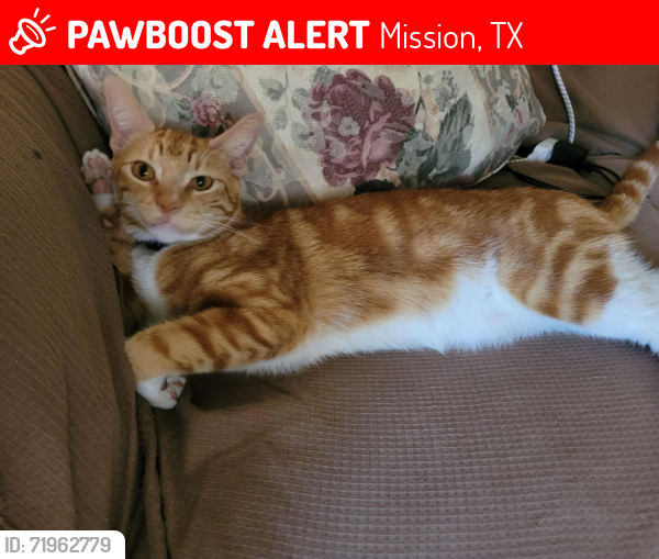 Lost Male Cat last seen Mayberry rd and 1 st, Mission, TX 78572
