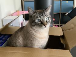 Lost Male Cat last seen Near Aldersyde, Alberta, Aldersyde, AB T0L