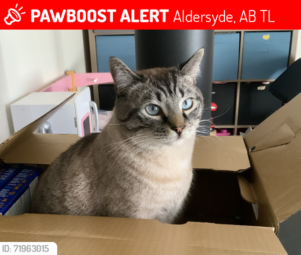 Lost Male Cat last seen Near Aldersyde, Alberta, Aldersyde, AB T0L