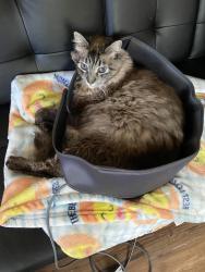 Lost Male Cat last seen Scotland and Rudyard, Antelope, CA 95843