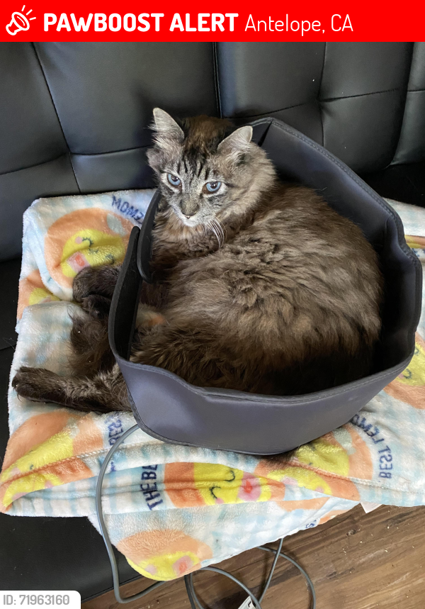 Lost Male Cat last seen Scotland and Rudyard, Antelope, CA 95843