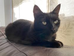 Lost Female Cat last seen Scotland and Rudyard , Antelope, CA 95843