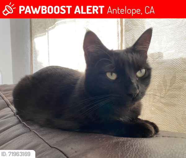 Lost Female Cat last seen Scotland and Rudyard , Antelope, CA 95843