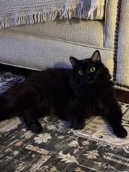 Lost Male Cat last seen Near Campbell Road , Raleigh, NC 27606