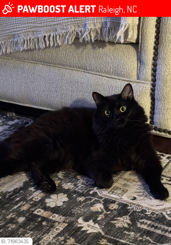 Lost Male Cat last seen Near Campbell Road , Raleigh, NC 27606