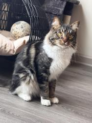 Lost Male Cat last seen Wilder Rd, Chickamauga, GA 30707