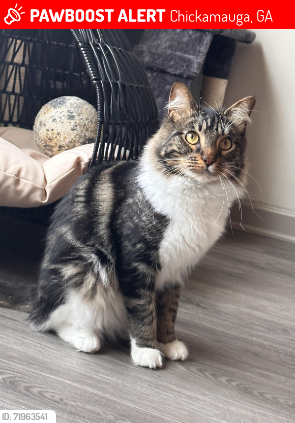 Lost Male Cat last seen Wilder Rd, Chickamauga, GA 30707