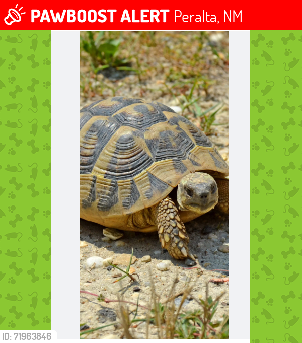 Lost Male Other last seen La Ladera & Diebold, Peralta, NM 87042