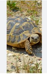 Lost Male Other last seen La Ladera & Diebold, Peralta, NM 87042