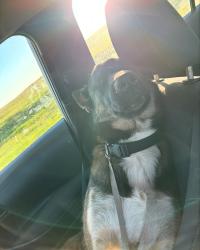 Lost Male Dog last seen Brigggs rd and Gunther rd, Nuevo, CA 92567