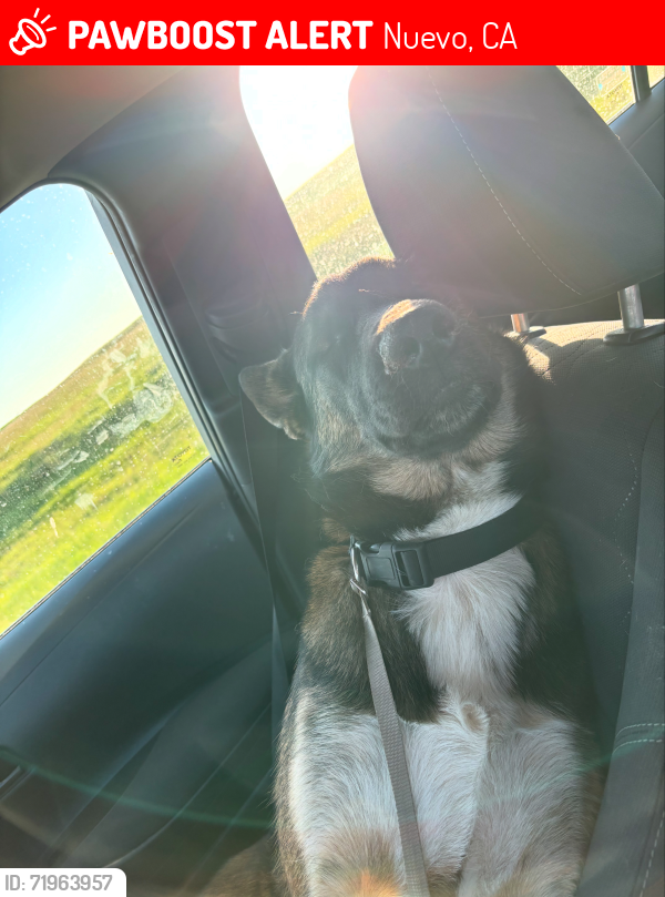 Lost Male Dog last seen Brigggs rd and Gunther rd, Nuevo, CA 92567