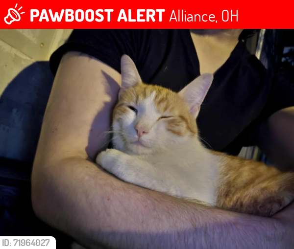 Lost Male Cat last seen State street , Alliance, OH 44601