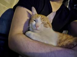 Lost Male Cat last seen State street , Alliance, OH 44601