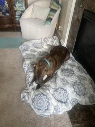 Lost Female Dog last seen Near west 23rd street, independence Mo , Independence, MO 64052