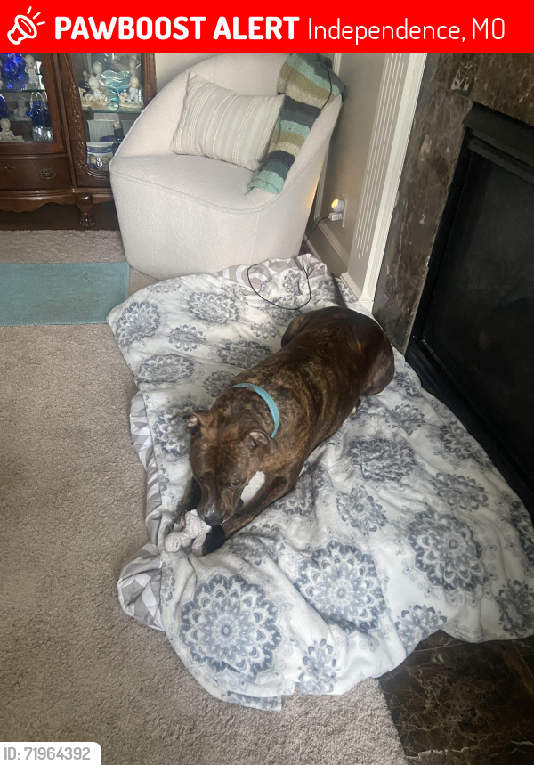 Lost Female Dog last seen Near west 23rd street, independence Mo, Independence, MO 64052