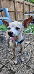 Lost Male Dog last seen Atlantic boulevard and 66 Avenue , Margate, FL 33063