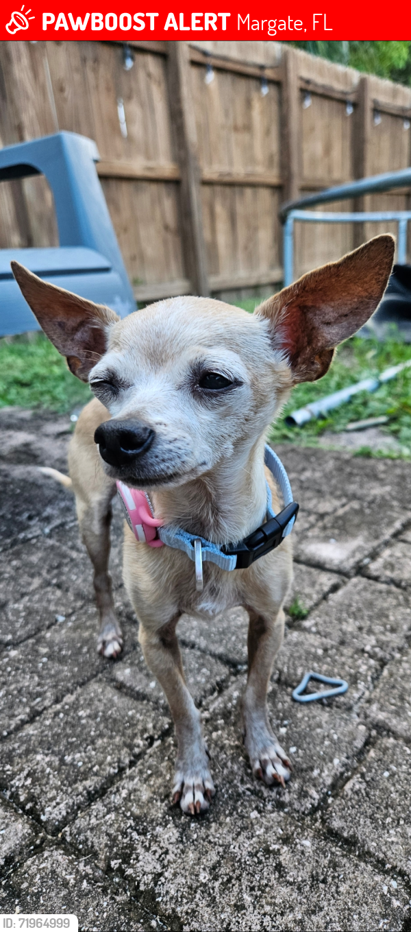 Lost Male Dog last seen Atlantic boulevard and 66 Avenue , Margate, FL 33063