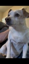 Lost Male Dog last seen Summit Ridge subdivision, Nampa, ID 83686