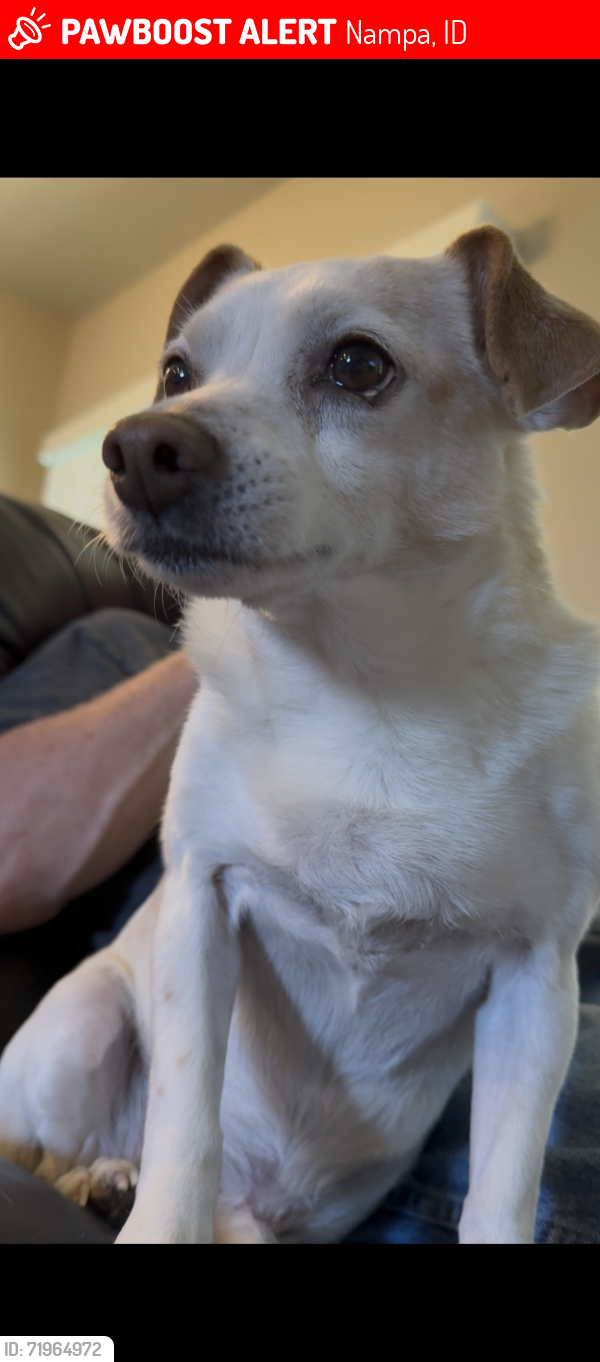 Lost Male Dog last seen Summit Ridge subdivision, Nampa, ID 83686