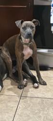 Reunited Male Dog last seen Near nw 165th ct rd dunnellon fl 34432, Dunnellon, FL 34432
