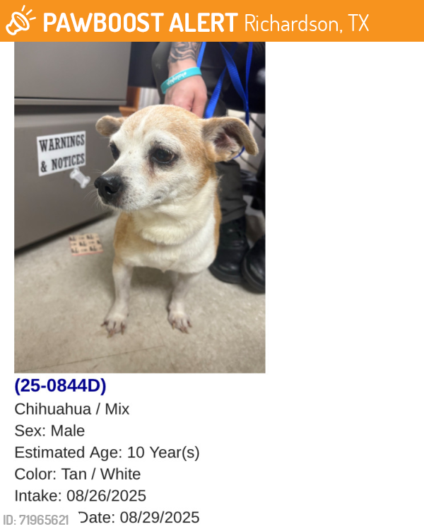 Rehomed Male Dog last seen Near N Central Expy, Richardson, TX 75080, USA, Richardson, TX 75080