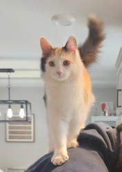 Lost Female Cat last seen  Cloverleaf drive and Meadowlark Lane and Hudson St. possibly Grand Ave off snowmobile trail or Marion Ave, Warrensburg, NY 12885
