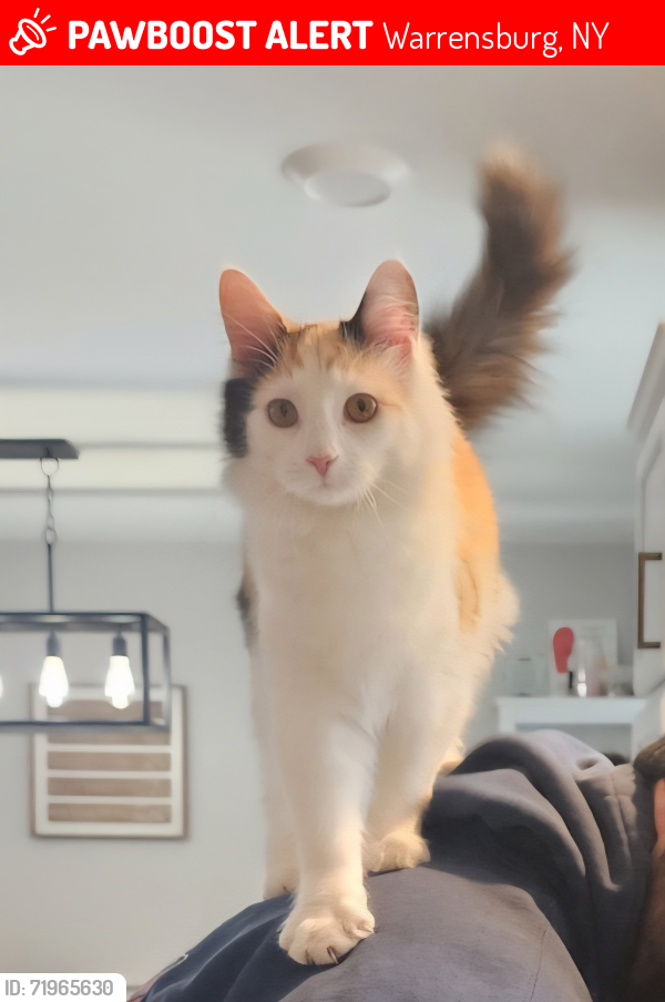 Lost Female Cat last seen  Cloverleaf drive and Meadowlark Lane and Hudson St. possibly Grand Ave off snowmobile trail or Marion Ave, Warrensburg, NY 12885