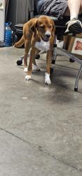 Lost Male Dog last seen Near Frye Road Sardinia, OH 45171, Sardinia, OH 45171