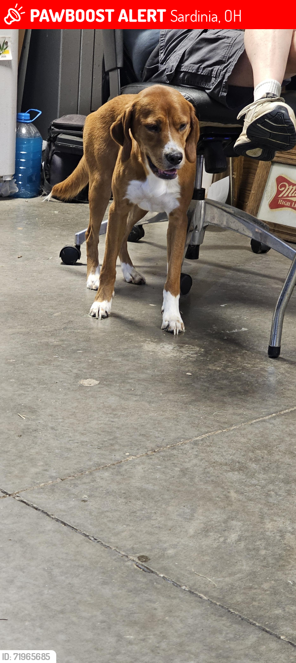 Lost Male Dog last seen Near Frye Road Sardinia, OH 45171, Sardinia, OH 45171
