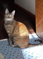 Lost Female Cat last seen Old Hickory Boulevard and Bull Run Road , Ashland City, TN 37015