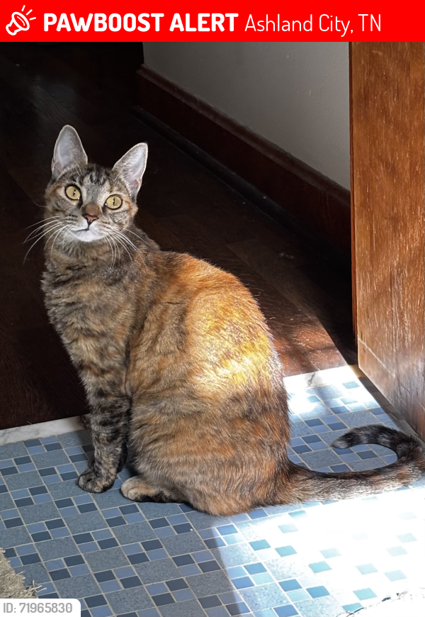 Lost Female Cat last seen Old Hickory Boulevard and Bull Run Road , Ashland City, TN 37015