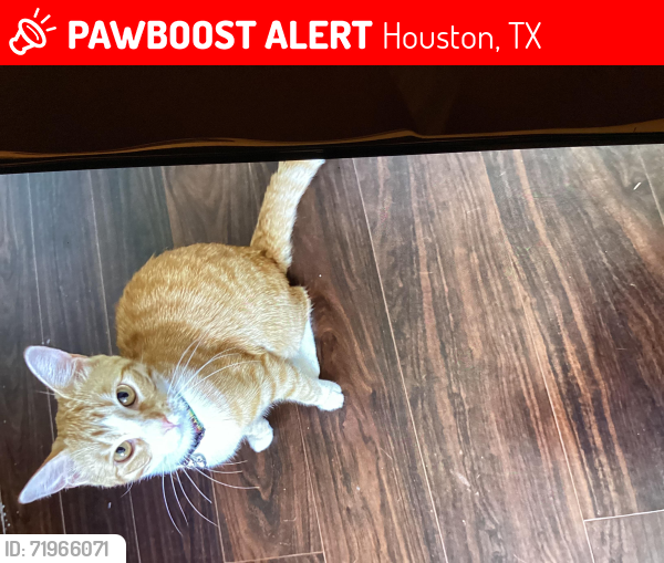 Lost Female Cat last seen Greenhouse , Houston, TX 77084