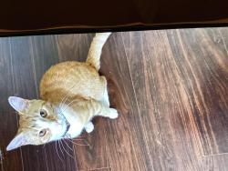 Lost Female Cat last seen Greenhouse , Houston, TX 77084