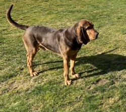 Lost Male Dog last seen 123rd ave NE & 101st Pl NE, Lochsloy, WA 98258