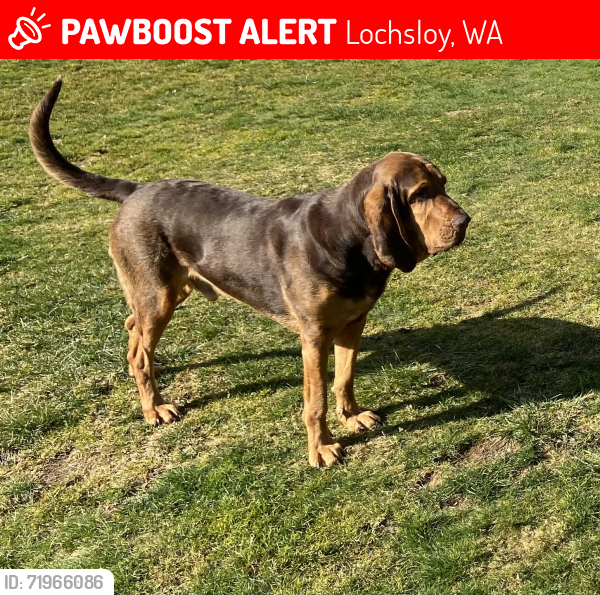 Lost Male Dog last seen 123rd ave NE & 101st Pl NE, Lochsloy, WA 98258