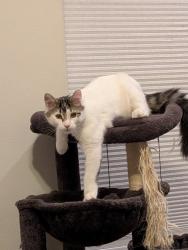 Lost Male Cat last seen Mapleton elementary school, Mapleton, UT 84664