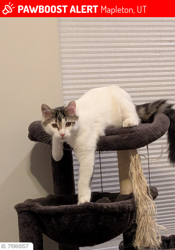 Lost Male Cat last seen Mapleton elementary school, Mapleton, UT 84664