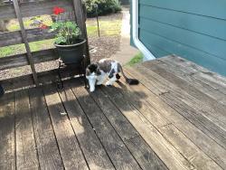 Lost Male Cat last seen Jamestown and 93rd., Blaine, MN 55449