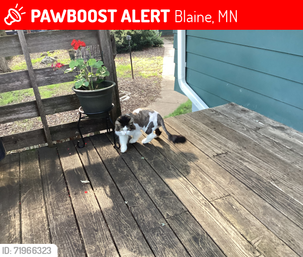 Lost Male Cat last seen Jamestown and 93rd., Blaine, MN 55449
