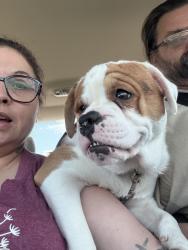 Lost Male Dog last seen Hall and Gimblin Rd by XPO Logistics , St. Louis, MO 63147