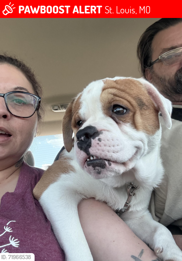 Lost Male Dog last seen Hall and Gimblin Rd by XPO Logistics , St. Louis, MO 63147
