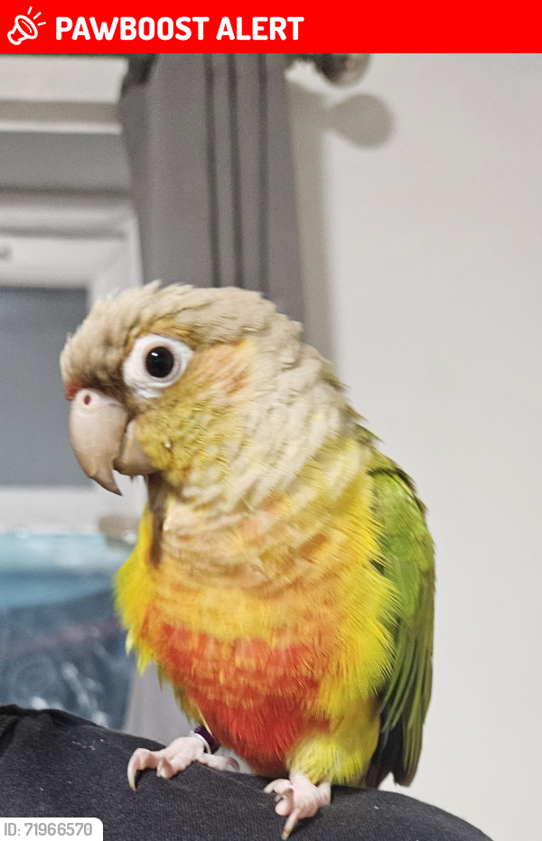 Lost Unknown Bird last seen Melrose street, belgrave, Leicester, Leicester, England LE4 6EA