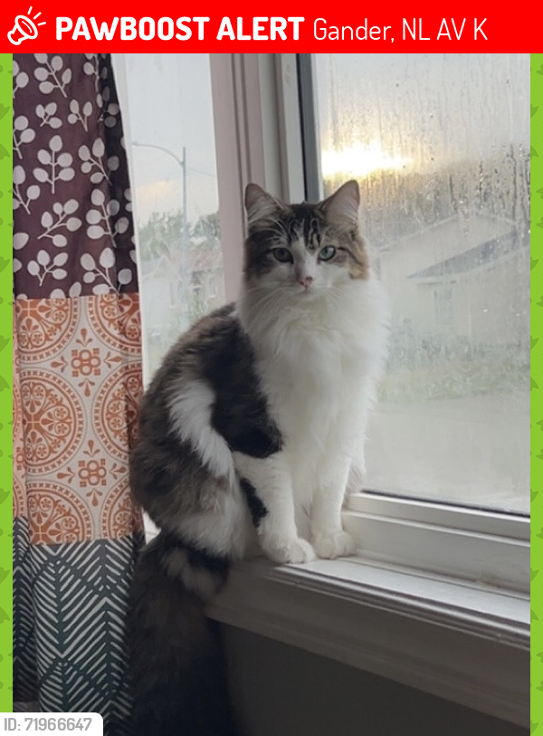 Lost Male Cat last seen Morgan Dr / Cayley / Lewington, Gander, NL A1V 2K3
