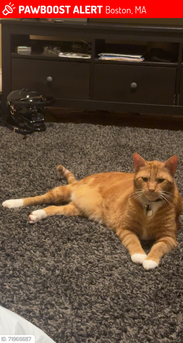 Lost Male Cat last seen Fairmount and Summit Street, Boston, MA 02136