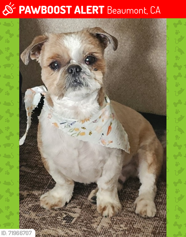 Lost Male Dog last seen Cougar/Starlight , Beaumont, CA 92223