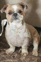 Lost Male Dog last seen Cougar/Starlight , Beaumont, CA 92223
