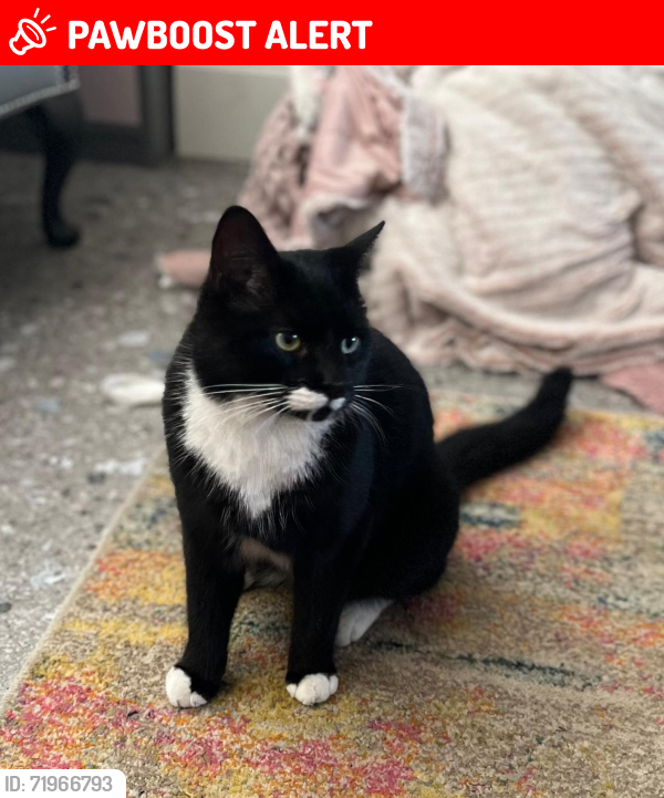Lost Male Cat last seen Worsley Grove A6, Levenshulme, England M19