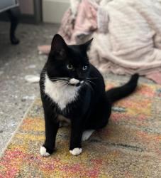 Lost Male Cat last seen Worsley Grove A6, Levenshulme, England M19